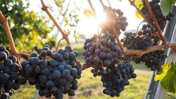 Виноград винних сортів