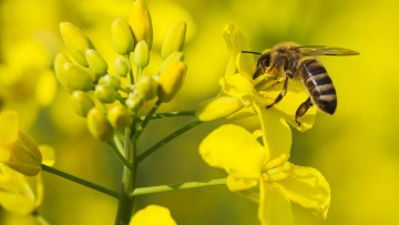 Захист бджіл