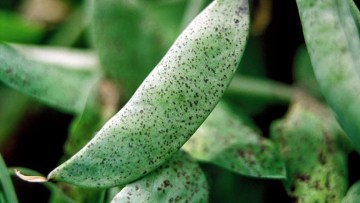 Горох зелений