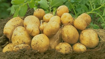 Насіннєва картопля